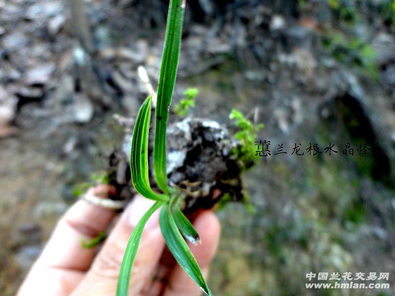 才下山蕙兰【龙根 小草 透明水晶怪】 - 中国兰花交易