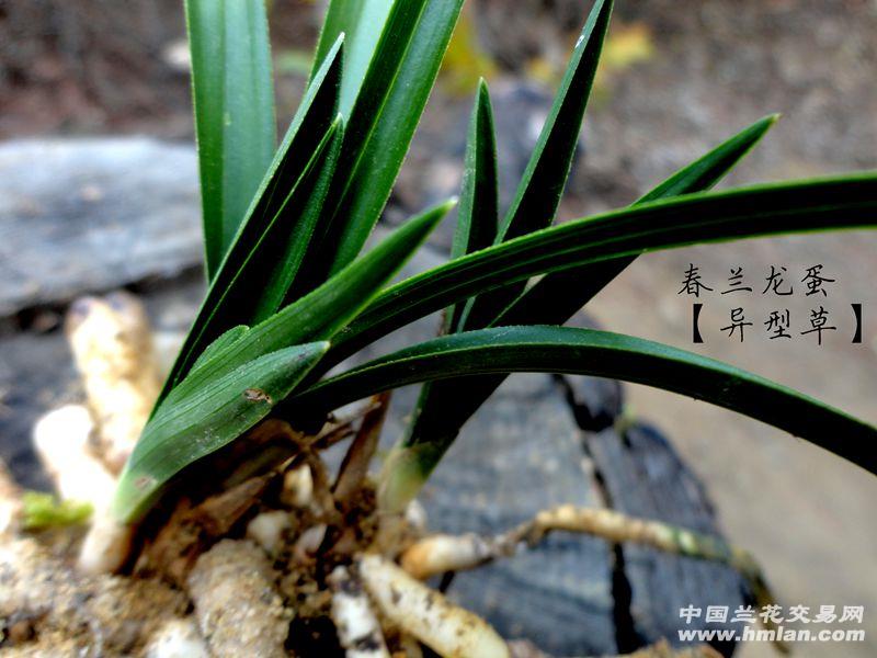 才下山春兰【大龙蛋 异型草】