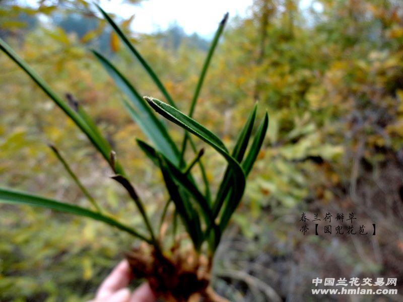 下山春兰【荷瓣草】带【圆兜花苞】