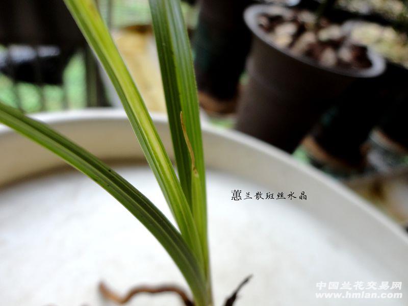 才下山蕙兰【散斑丝水晶】