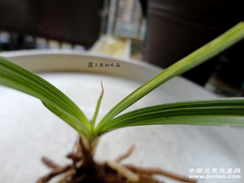 △才下山蕙兰【散斑丝水晶】△
