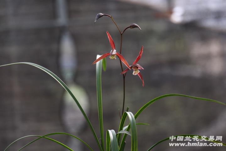 下山精品红花【阔瓣~大红花】浓香寒兰品种
