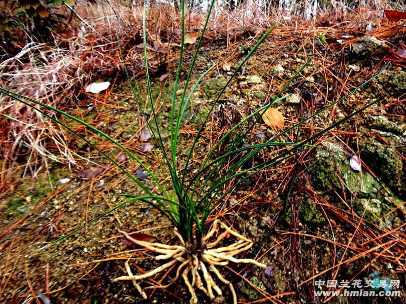 △△蕙兰【联四苗 细叶 夹缝异型草】△