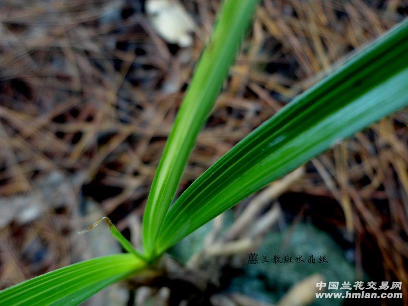 下山蕙兰【散斑 水晶丝】