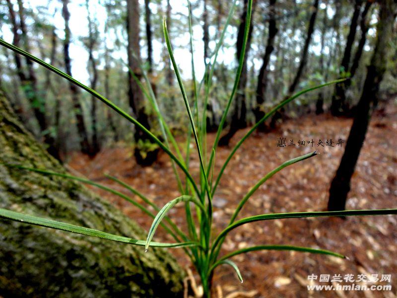 △△蕙兰【联四苗 细叶 夹缝异型草】△