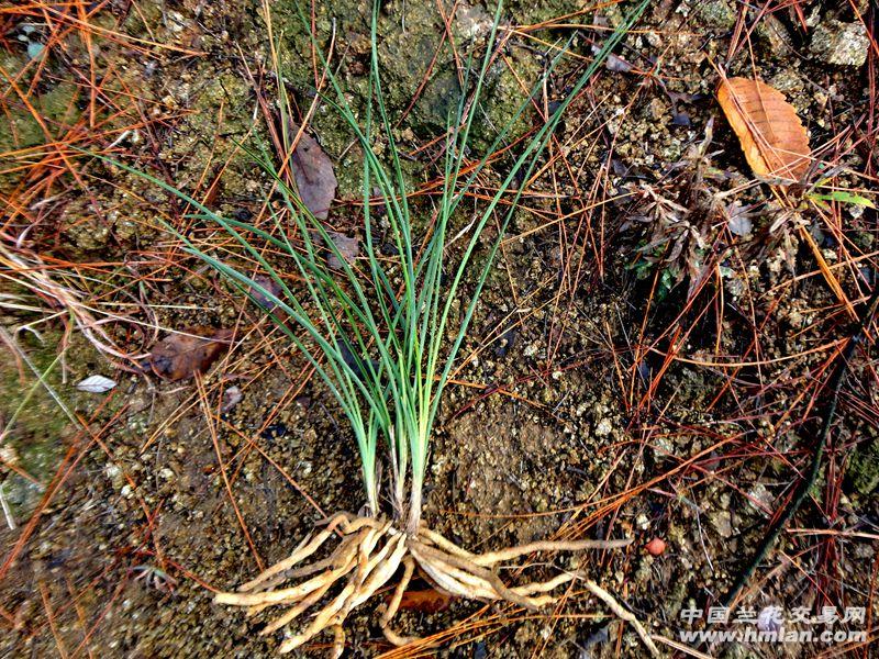 △△蕙兰【联四苗 细叶 夹缝异型草】△