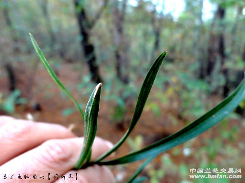 下山春兰【细根 鱼肚 盾头 荷瓣草】