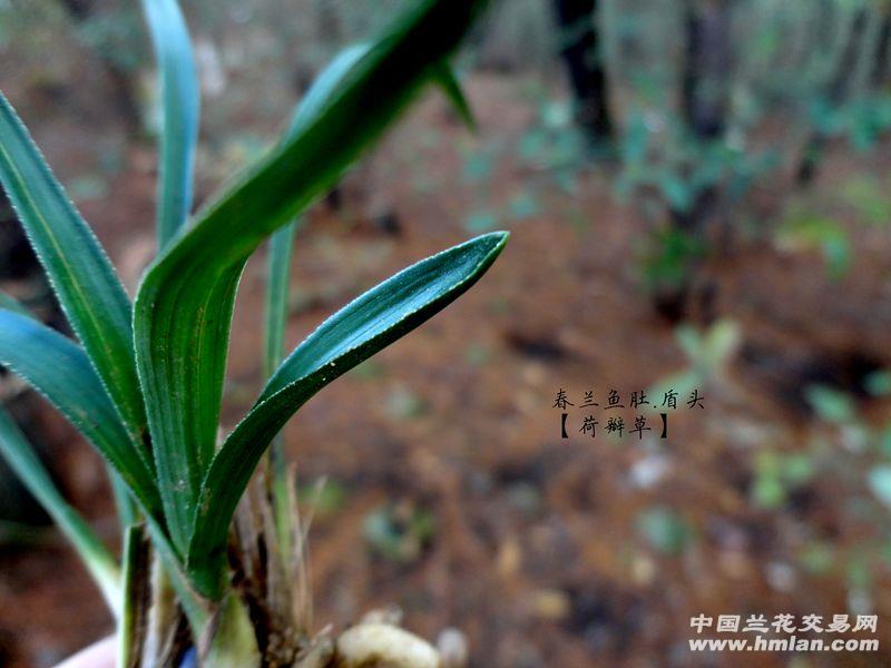 下山春兰【细根 鱼肚 盾头 荷瓣草】图片