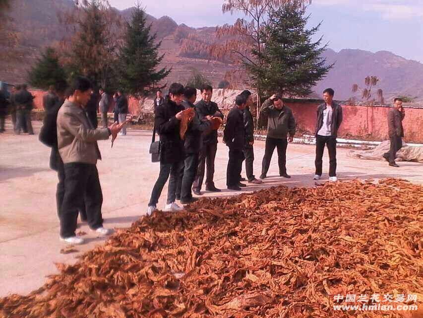 夹皮沟旱烟 - 中国兰花交易网