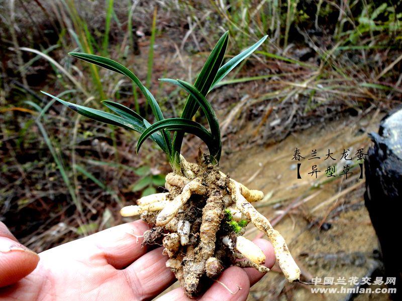 下山春兰【大龙蛋 扭叶 异型黑荷草 中国兰花交易网