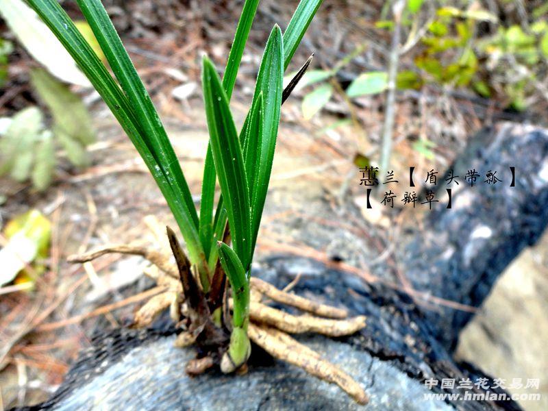 △下山蕙兰【盾头起瓢 荷瓣草】△