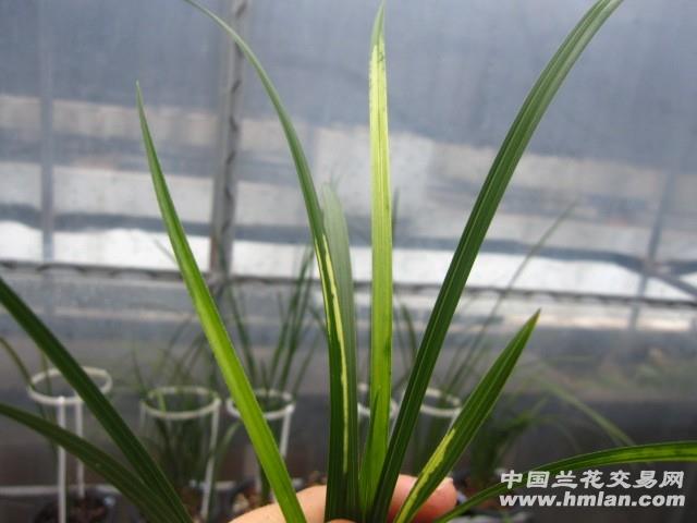 所有分类 下山新品 蕙兰 虎斑 蕙兰虎斑 本苑种植多年,班艺稳定,艺向