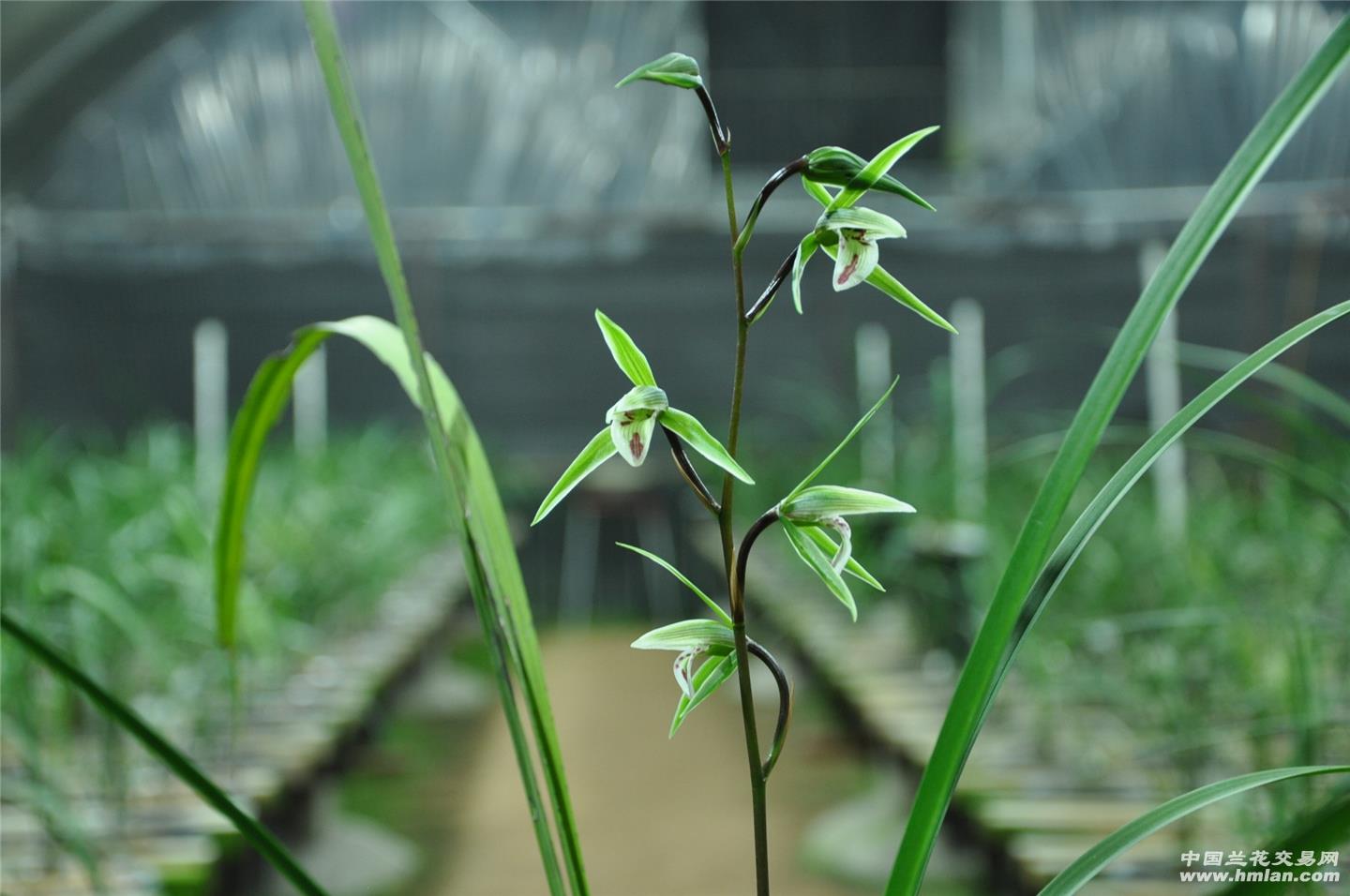 2014007细叶寒兰青花圆舌