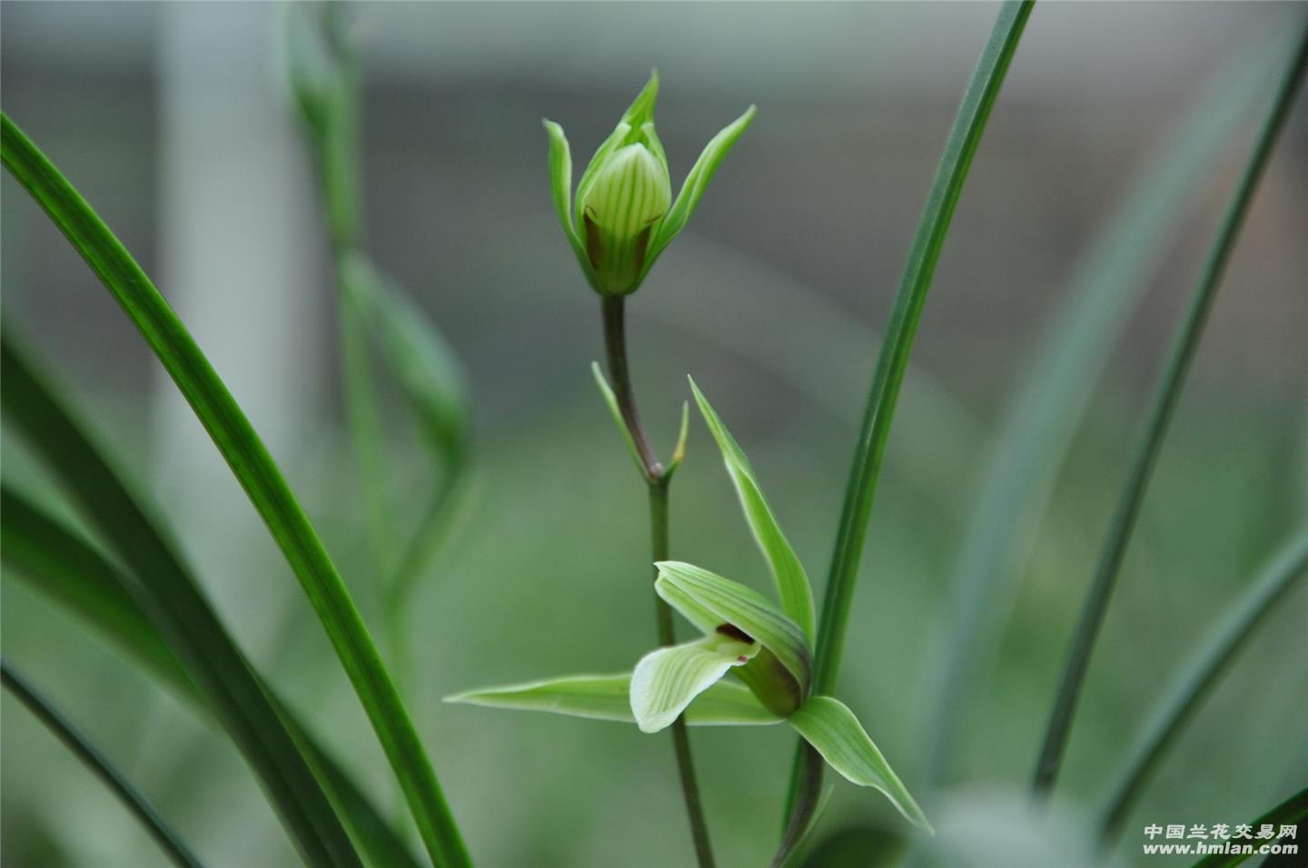 2014012细叶寒兰绿花素舌好品