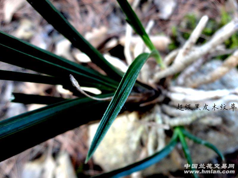 下山蕙兰-【超级 特征 黑皮 木纹草】