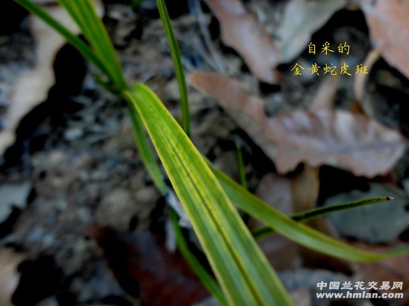 自己挖下山的蕙兰----【金黄 蛇 斑草】