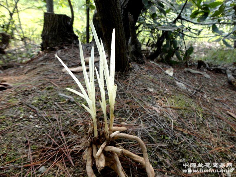 △ -下山蕙兰--四联苗 硬挺叶 白变异草△ - 中国兰花