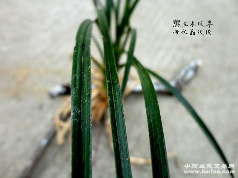 з ɽƷ ޥ ɰ ޥˮƤ ľ.