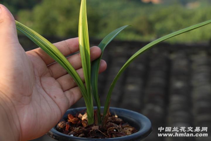 兰花叶甲图片图片