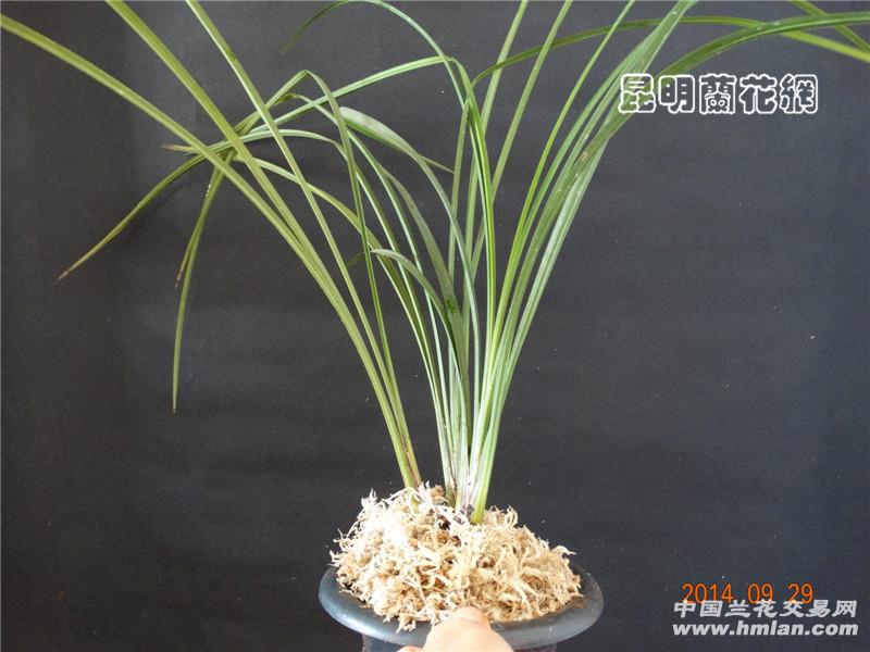十样景3苗 庆国庆优惠优惠再优惠