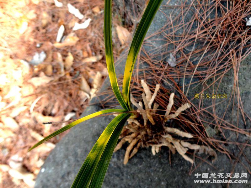 下山蕙兰【红朱金 虎斑】