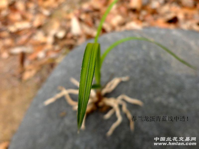 春兰【龙蛋苗 青蓝线中透 开中透花?】 - 中国兰花