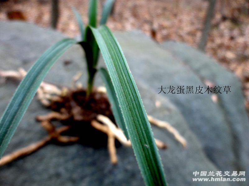 【大龙蛋带土】蕙兰-【精品 黑皮 木纹草】