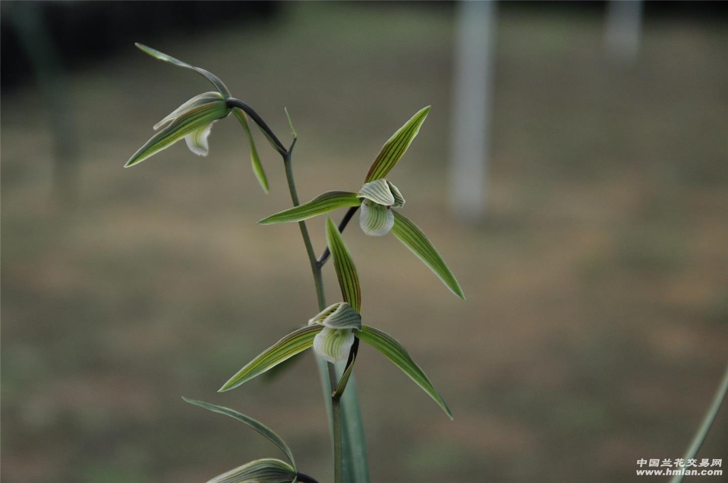 细叶寒兰素花和几个性花