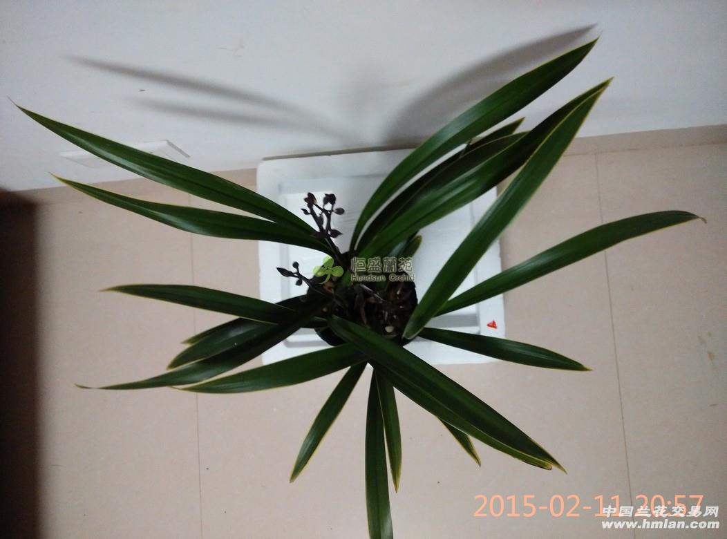 【春节看花】金嘴金边墨兰金华山,带超多花 2