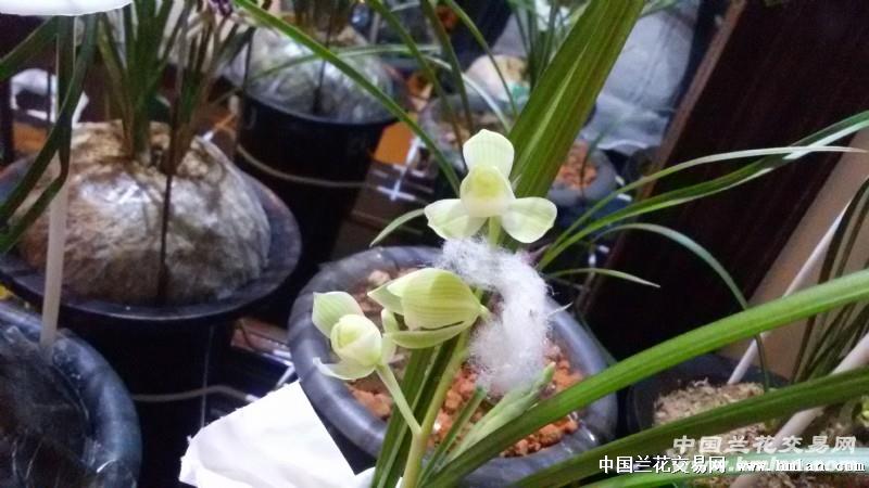 雪人(全新龙头壮苗)花已经开1个月(重拍) - 中国兰花