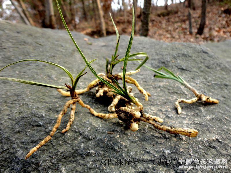 △类似散斑艺【一窝 四棵龙根 怪异草】△