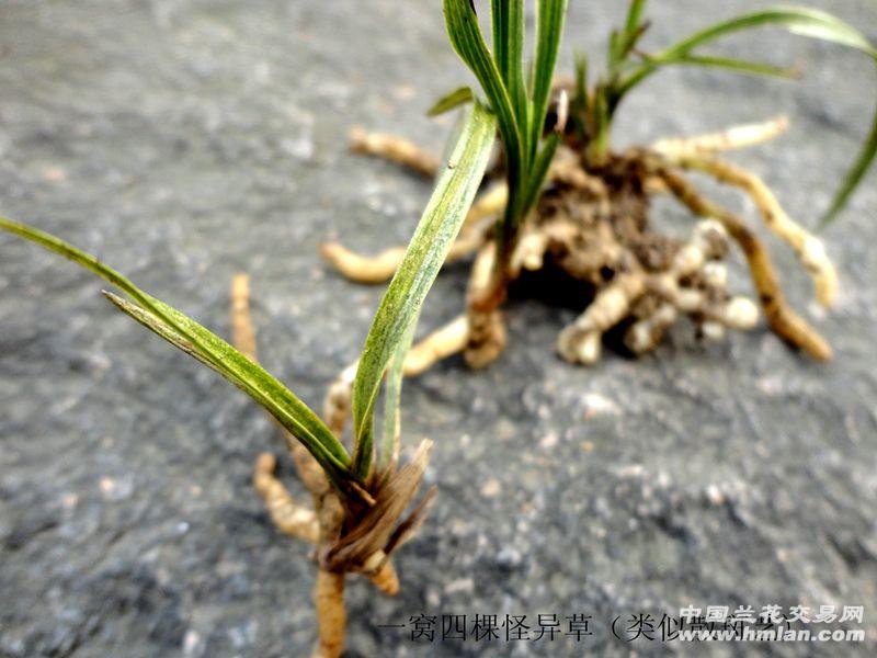 △类似散斑艺【一窝 四棵龙根 怪异草】△