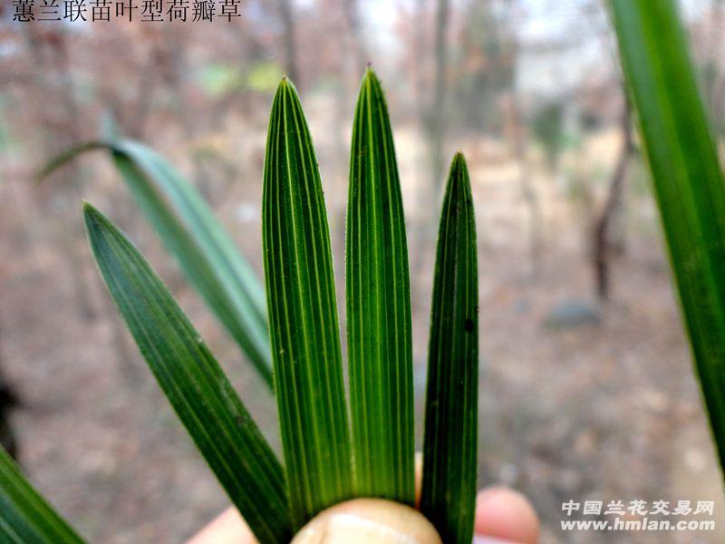 △下山蕙兰【联苗叶型 盾头 荷瓣草 】图片
