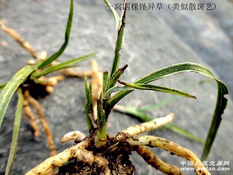 △类似散斑艺【一窝 四棵龙根 怪异草】△