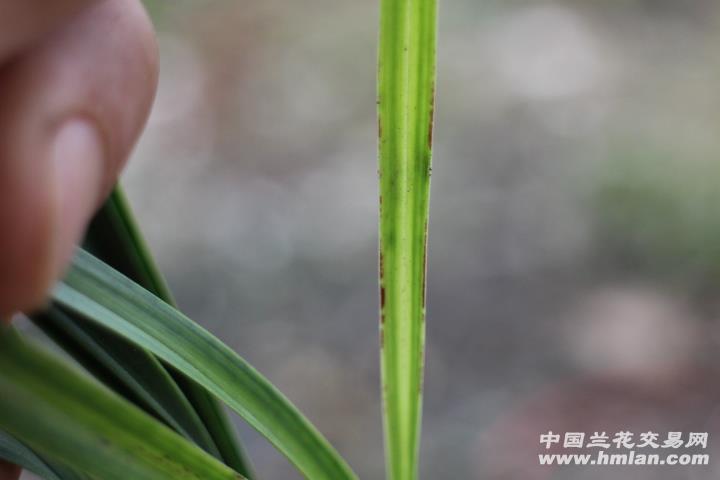 叶蝶? - 中国兰花交易网
