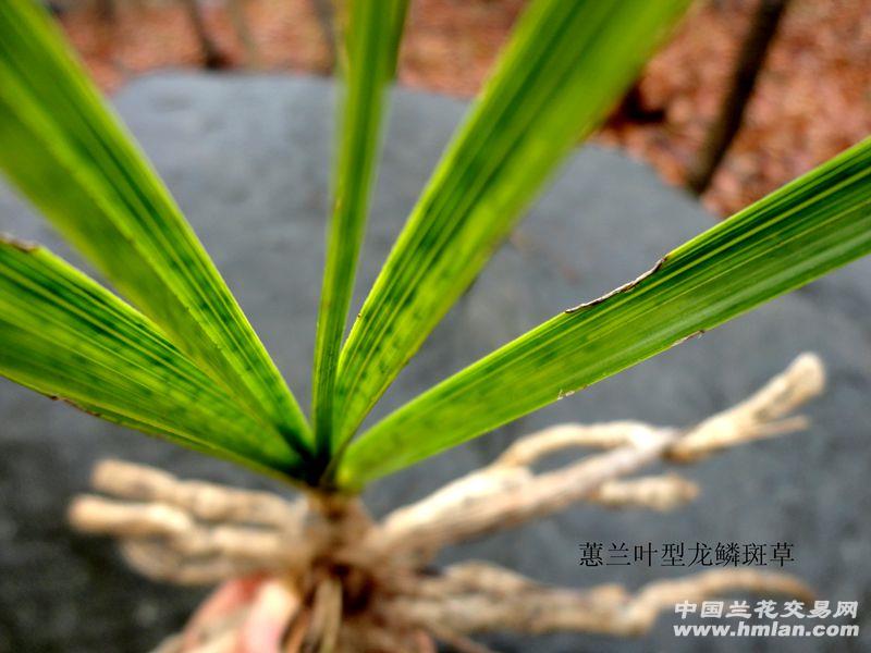 △才下山蕙兰【 叶型 龙鳞斑草】△△