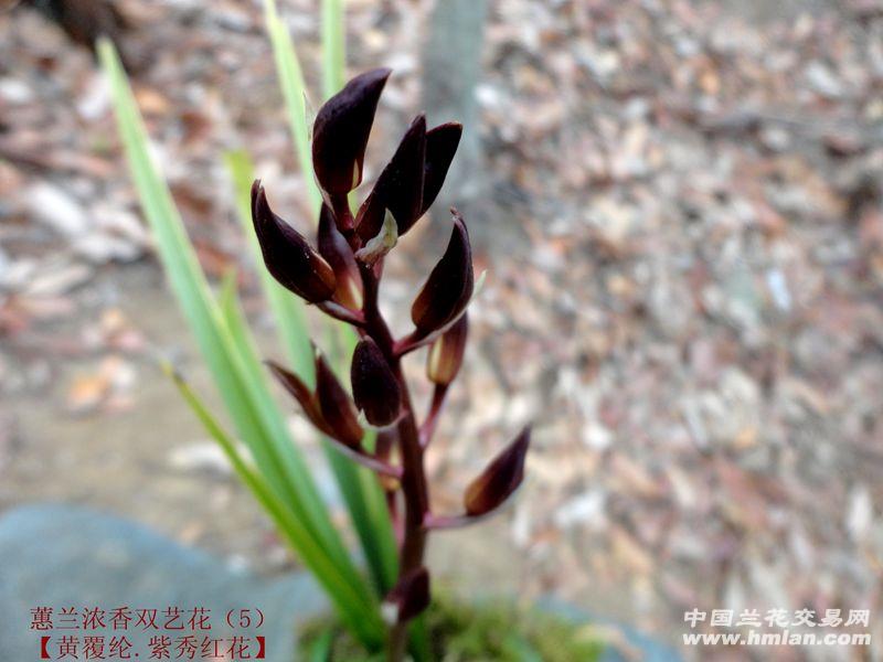 蕙兰浓香双艺花(5)【黄覆纶 开 紫秀红花】