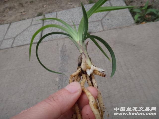 余江蝉