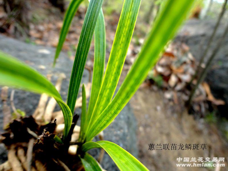 △下山蕙兰 【联苗 龙鳞 斑草】 △
