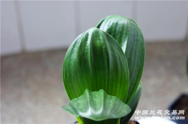 精选大圆头短宽叶君子兰,实物看照片.图片