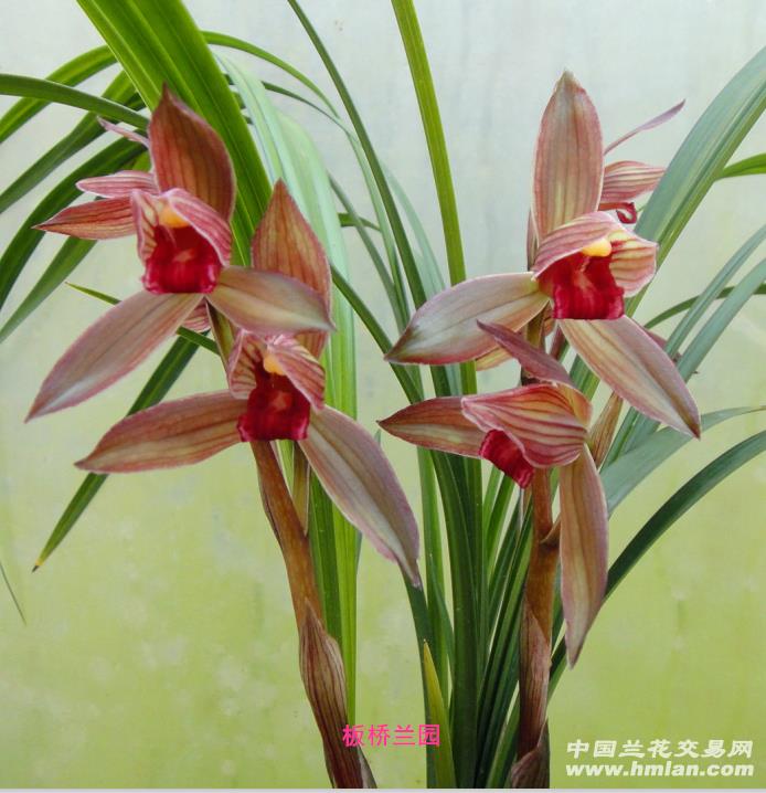 柳枫红素--带1芽 - 中国兰花交易网