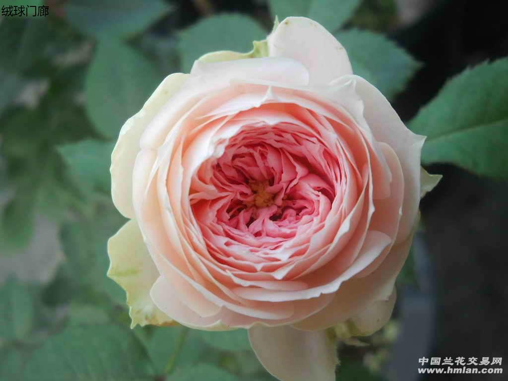 精品月季-绒球门廊(中大苗)