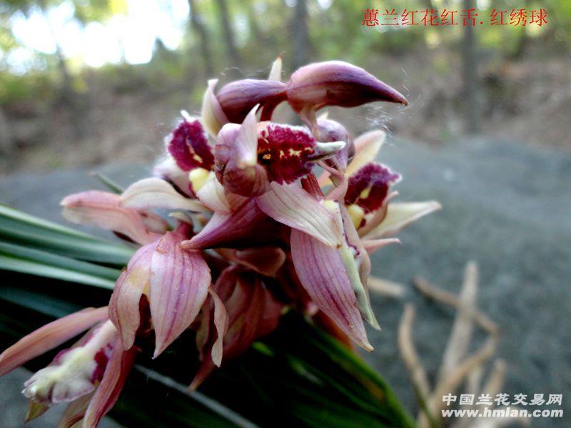 【带花箭】浓香40【蕙兰 红花.红舌.红绣球】