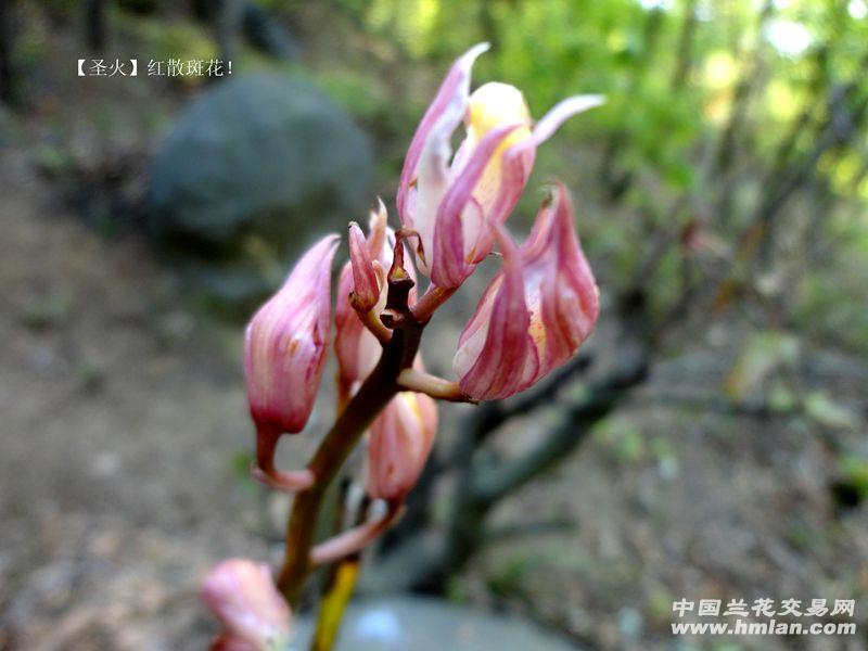 蕙兰双艺【色的火焰】43-【圣火 散斑花a】