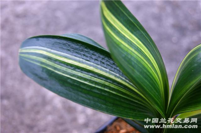 0-起拍-精选--宽圆叶粗筋脉君子兰线艺图片