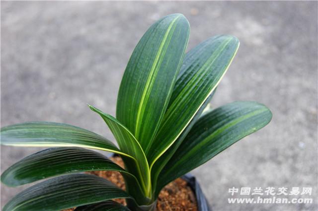 0-起拍-精选--短矮圆叶金丝君子兰图片