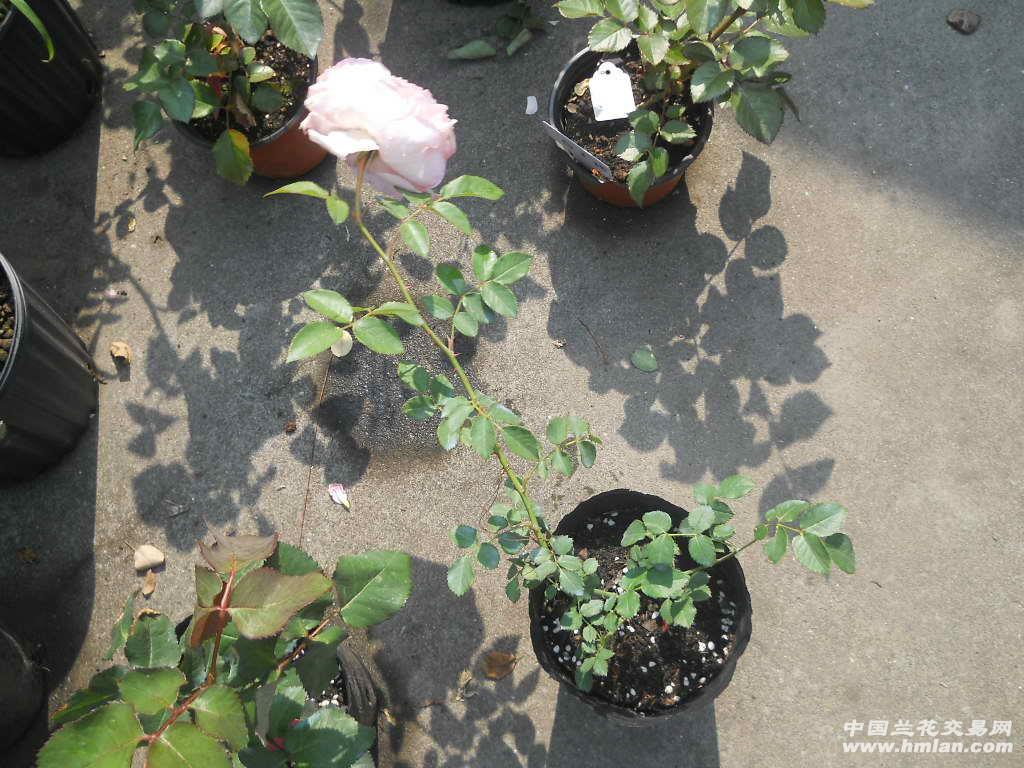 日本月季 -美咲