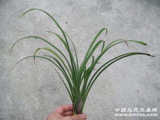 西岭晶蕊送春荷瓣三星蝶带2大芽