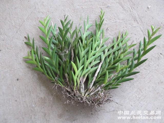 野生剑叶石斛30个头 高28cm