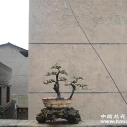 连体双杆小叶金弹子